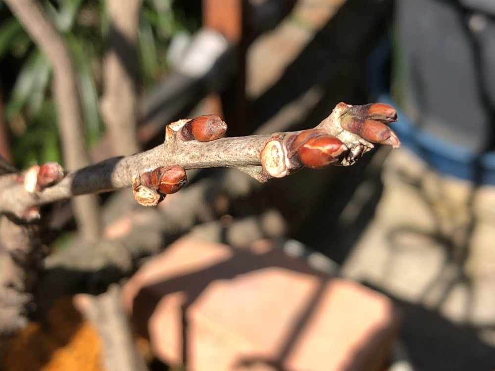 藤の花芽　剪定