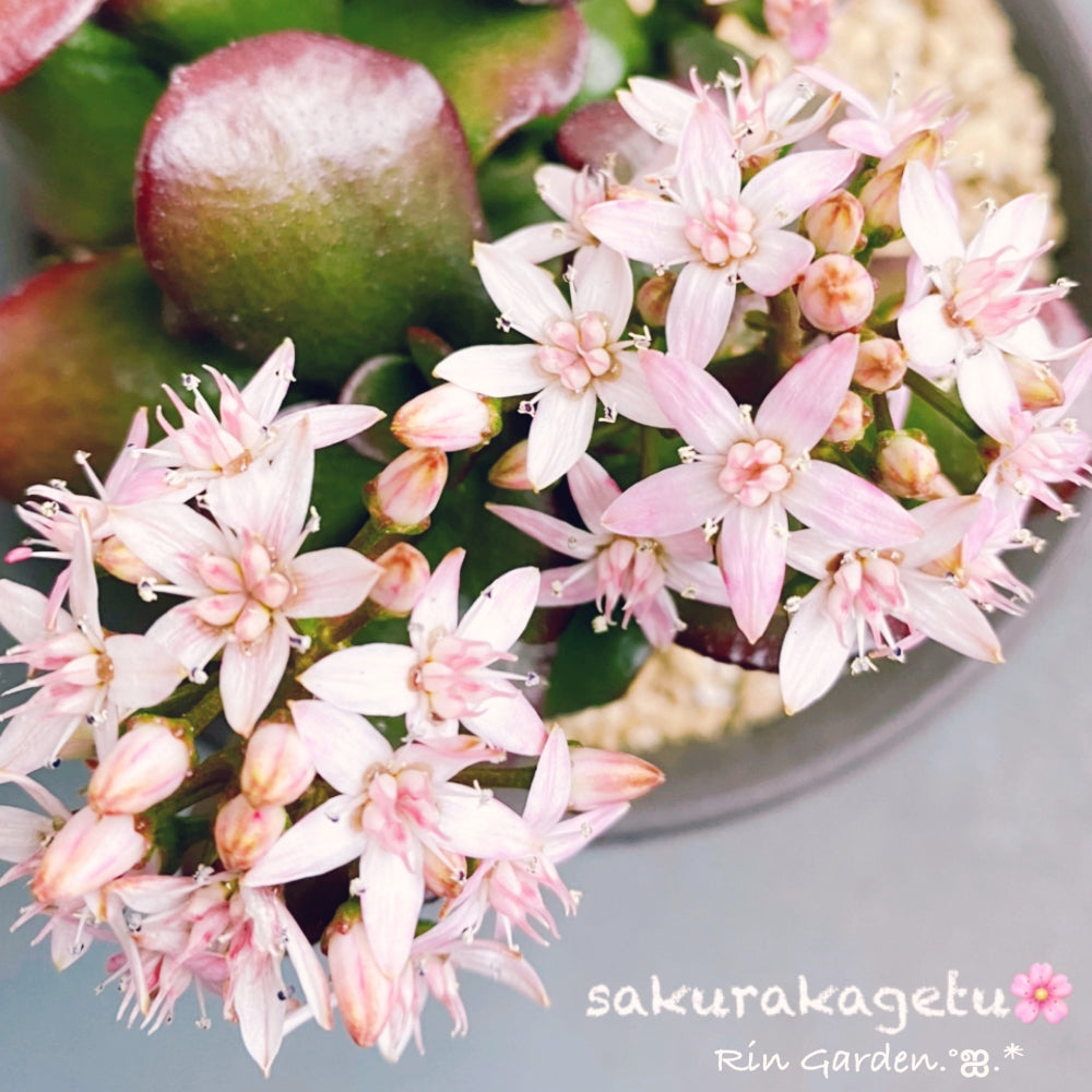 花月 多肉植物 金のなる木　桜花月（この値段は今晩24時まで）