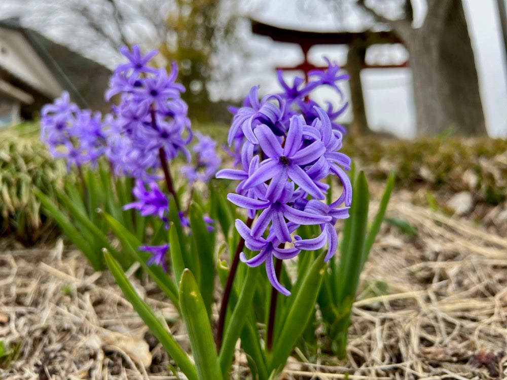 ヒヤシンス 紫の花