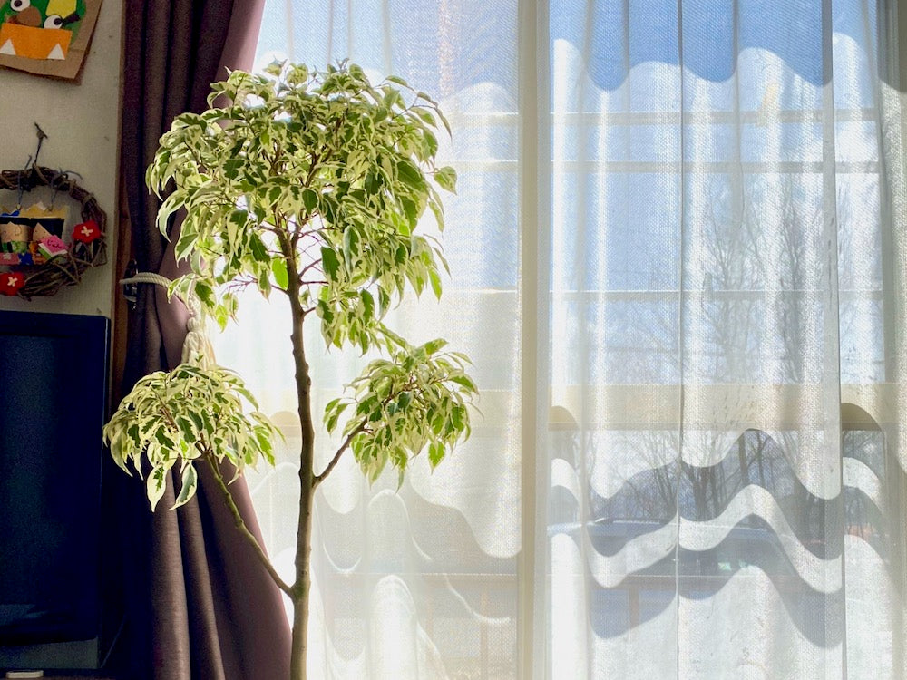 フィカス・ベンジャミン・スターライト 大型 観葉植物
