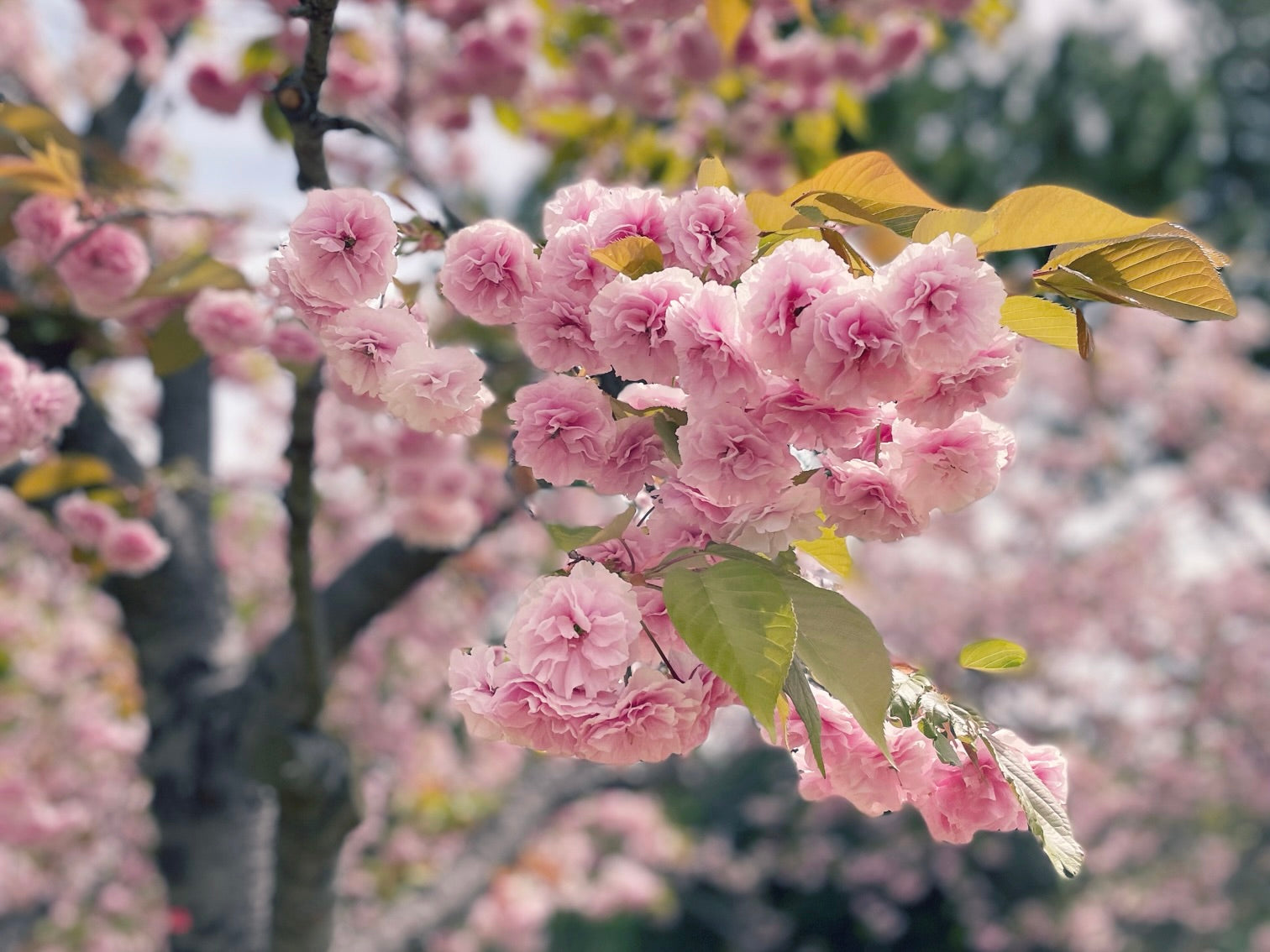 普賢象　八重桜