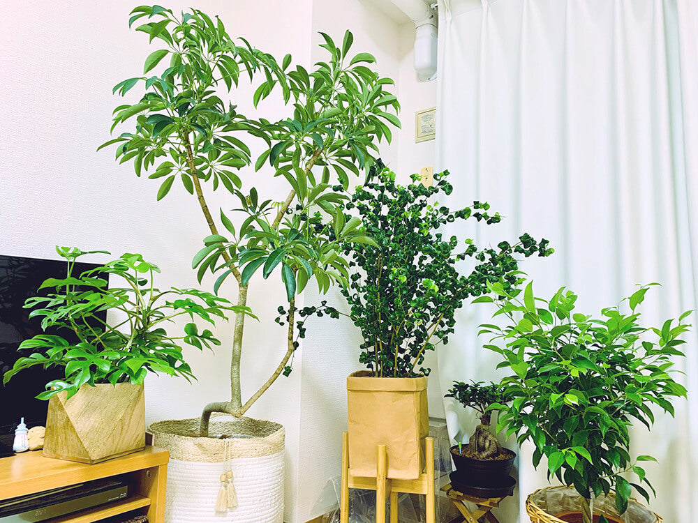 空気清浄効果のある観葉植物15選 飾るだけできれいな空気が流れるお部屋に