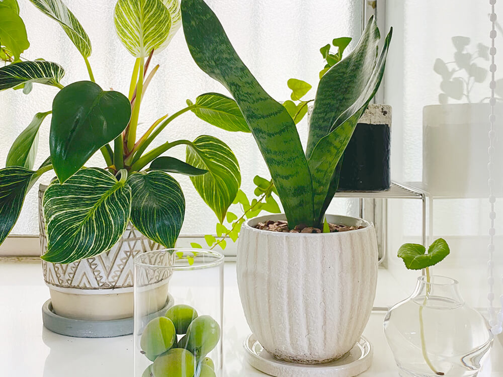 空気清浄効果のある観葉植物15選 飾るだけできれいな空気が流れるお部屋に