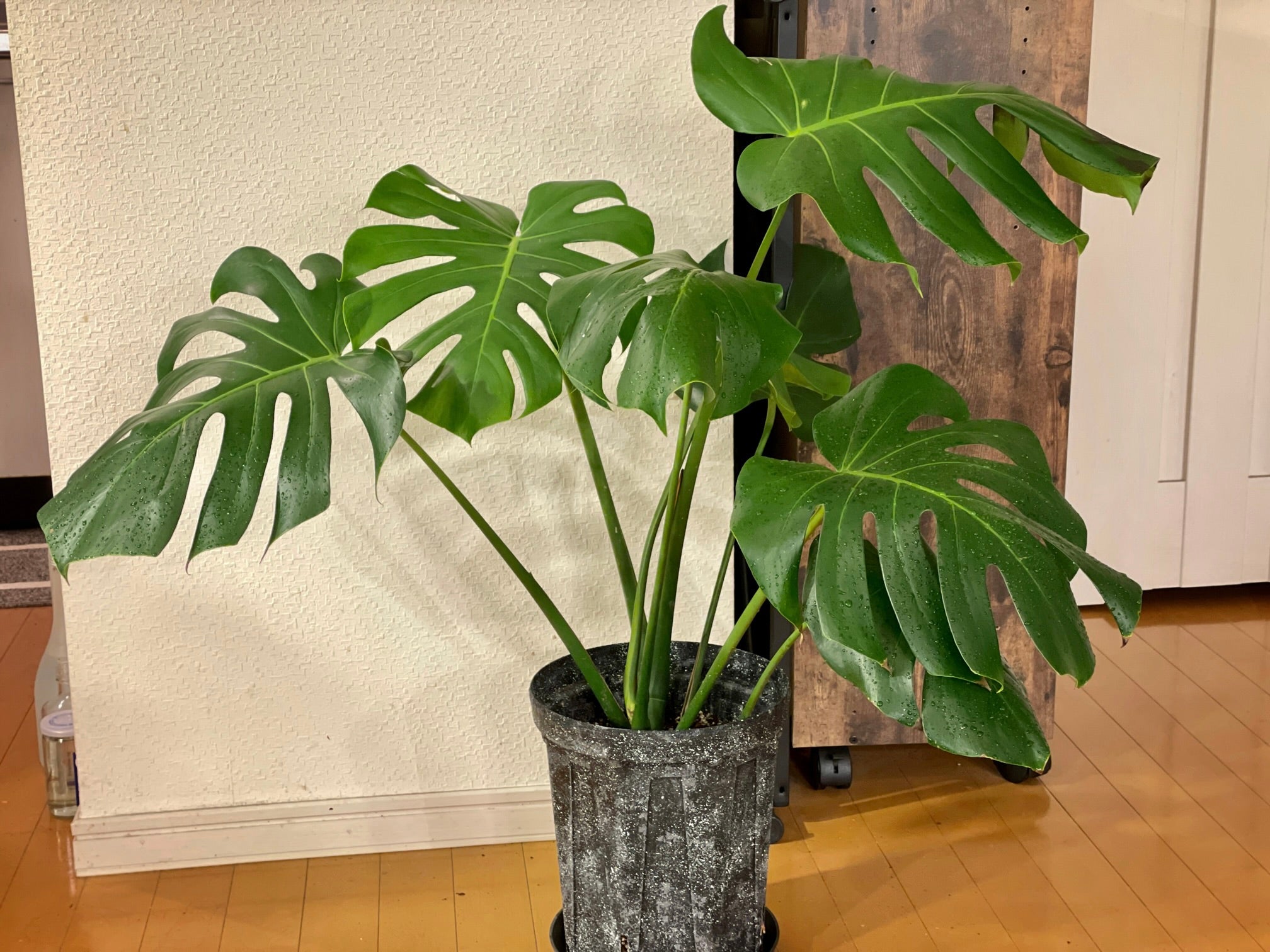 モンステラ 大型 剪定 - 植物/観葉植物