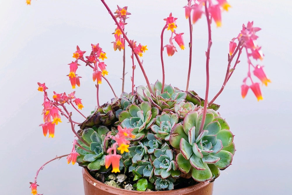 多肉植物 花 エケベリア