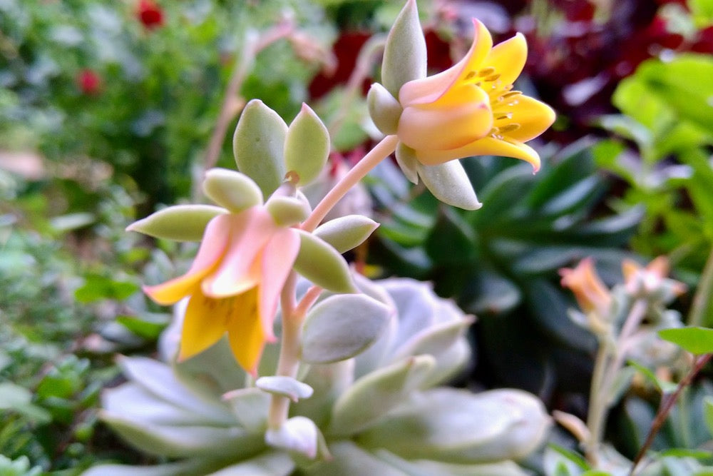 多肉植物 花 エケベリア