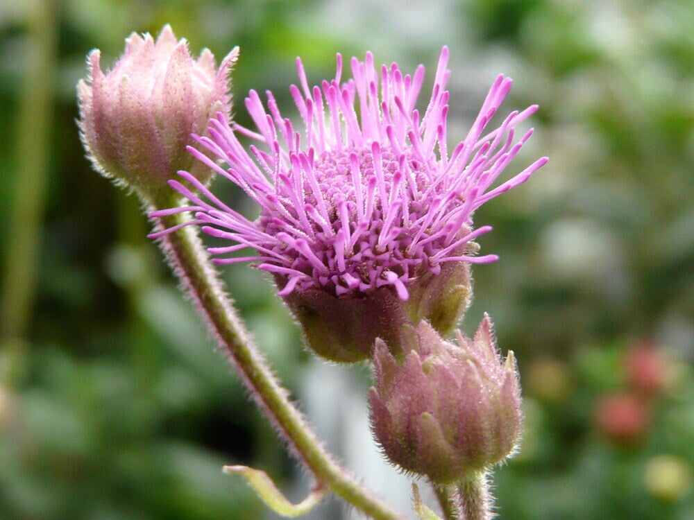 アザミの花言葉】怖い意味もある？プレゼントに不向きな色は？