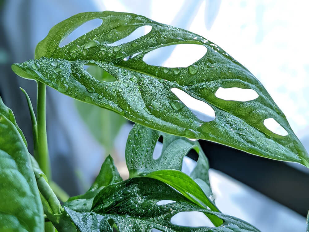 観葉植物　葉水