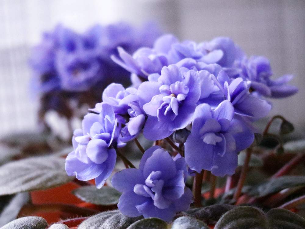 セントポーリア 紫