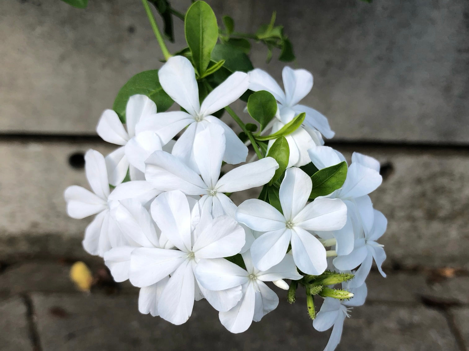 白い花　【 mini 】　　c）