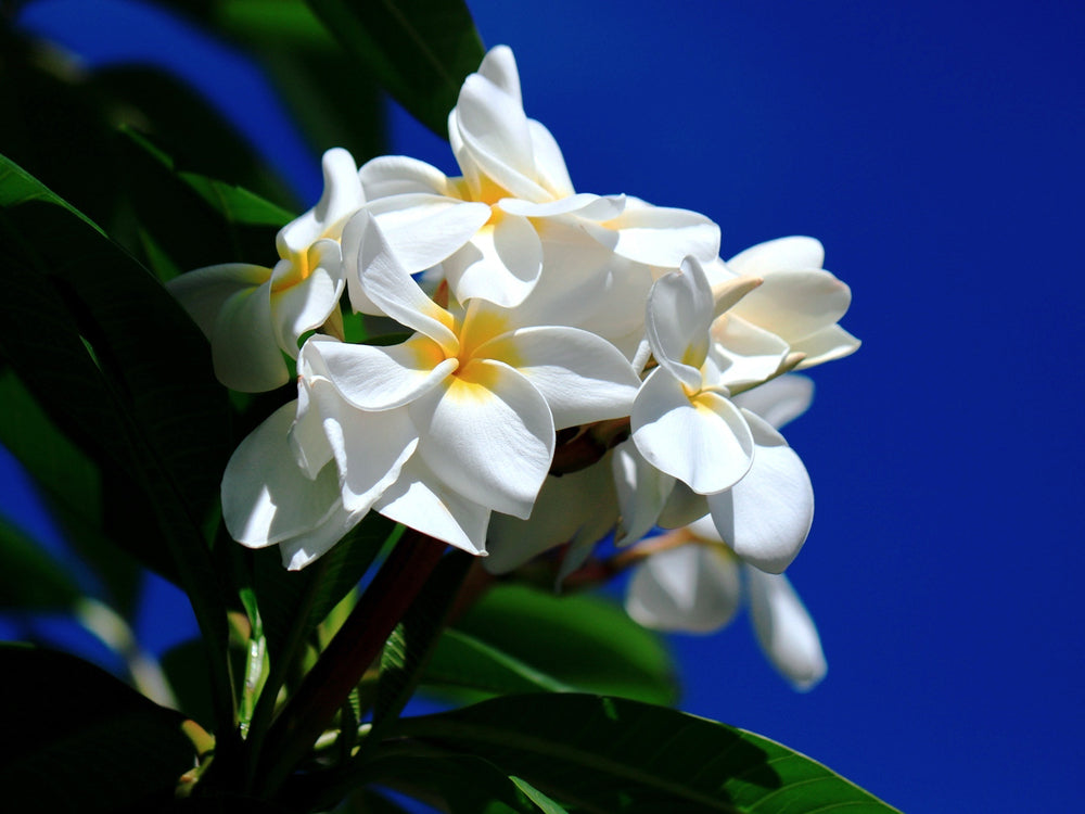 プルメリアの花言葉】怖い意味はある？花びらに意味があるって本当？