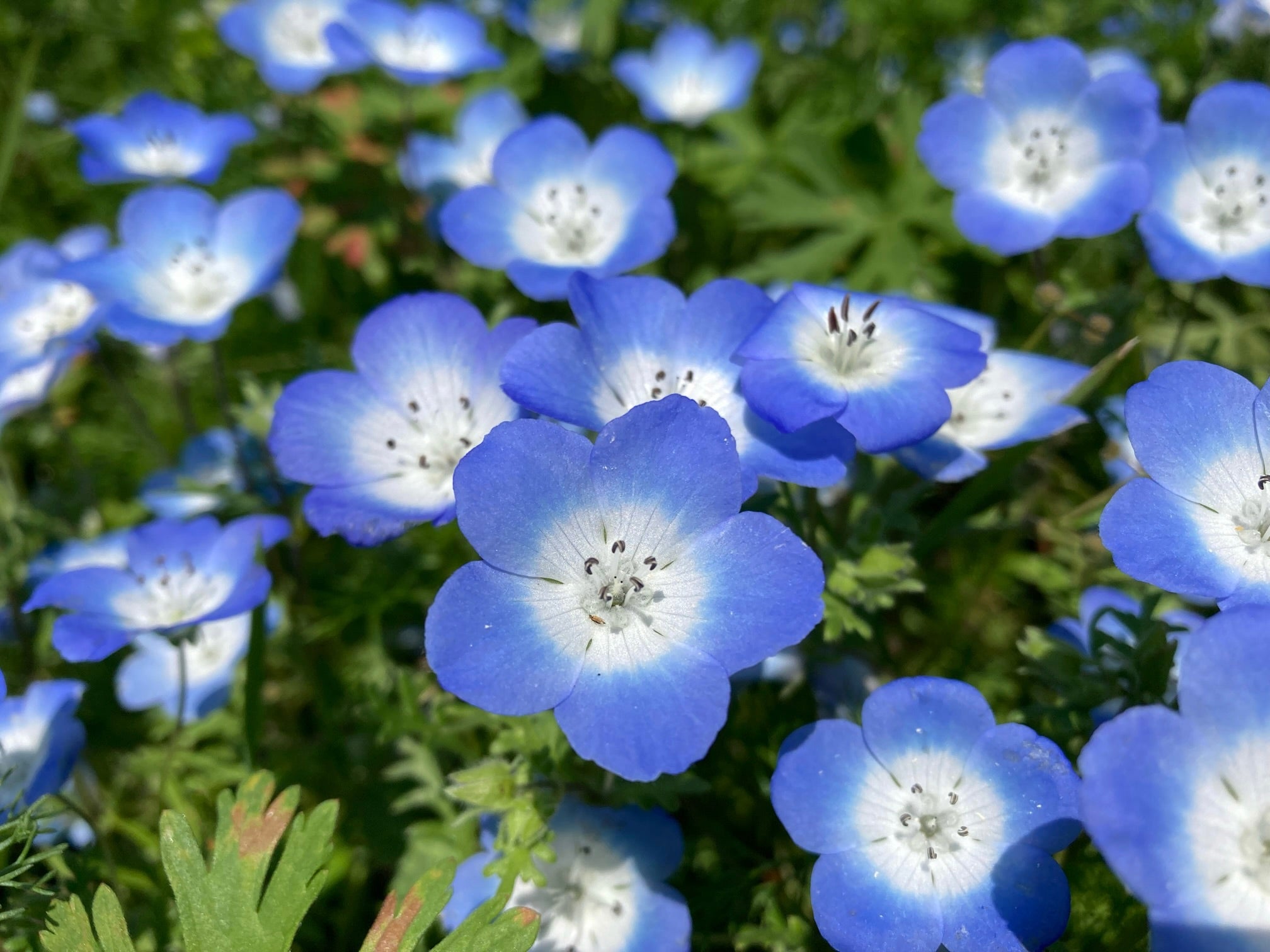 青い花一覧】春夏秋冬でわけて名前と画像を見てみよう