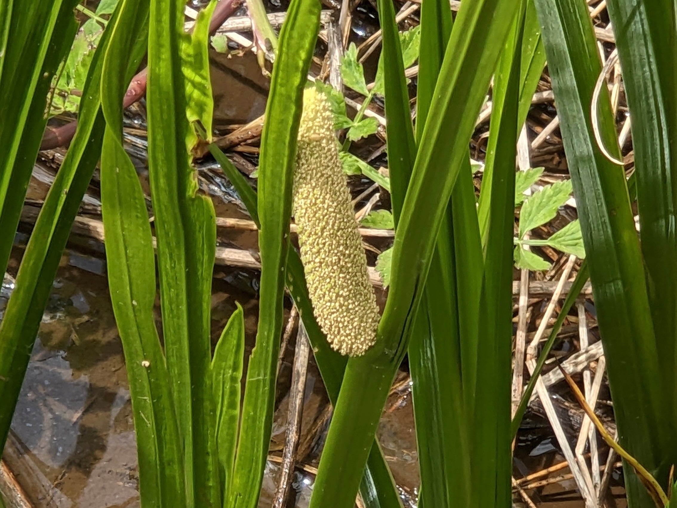 菖蒲