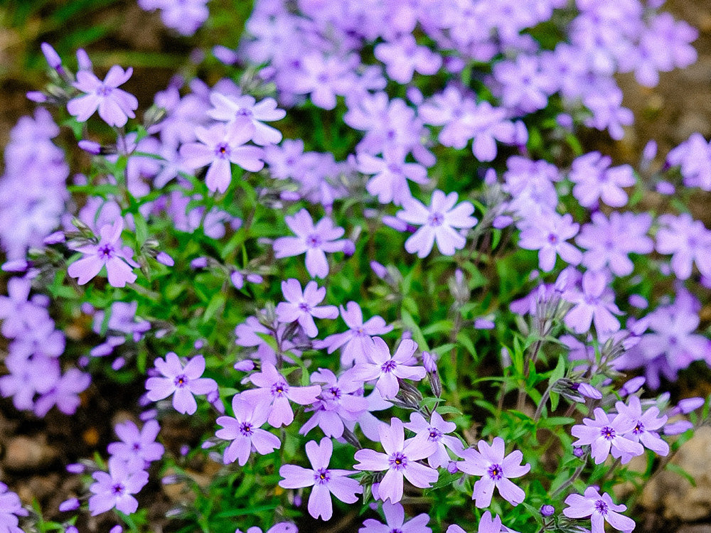 芝桜