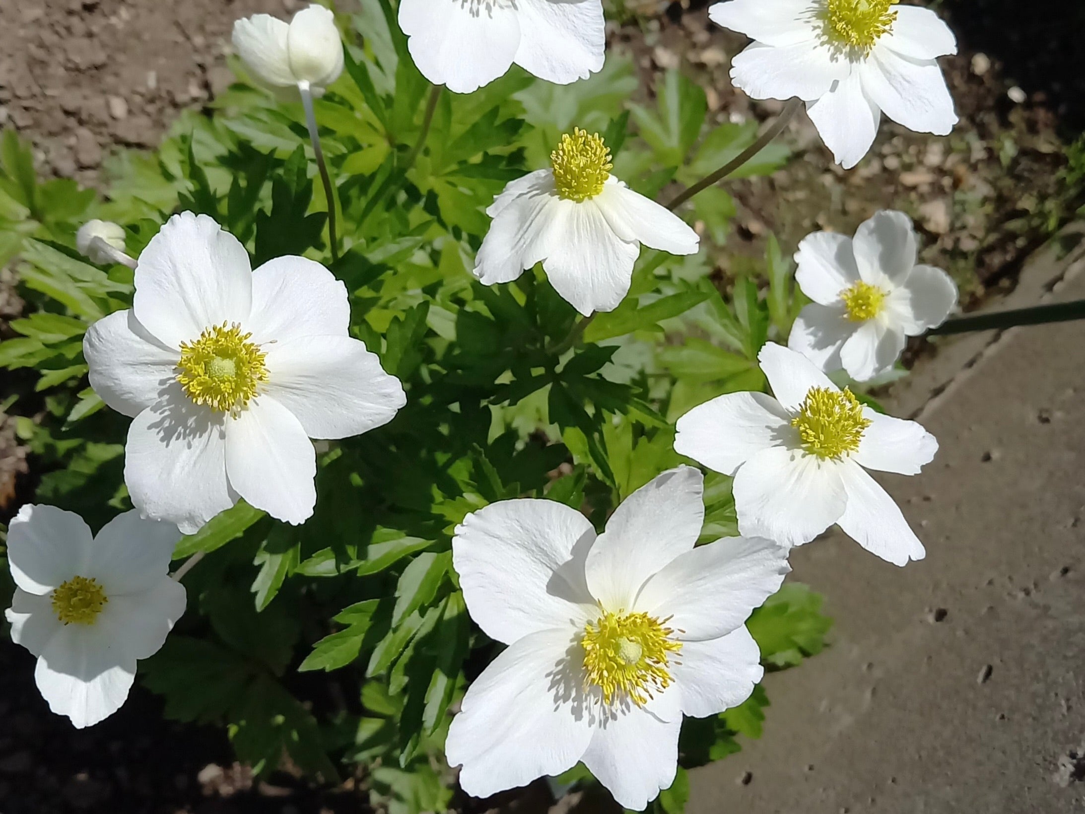 白い花　【 mini 】　　c）