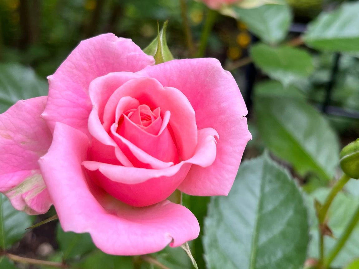 幸せ・幸せを願う意味の花言葉をもつ花一覧】