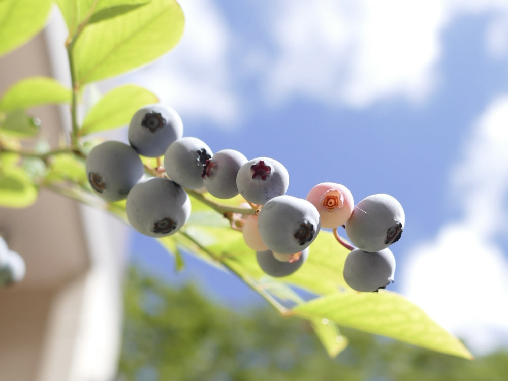 ブルーベリー　植え替え