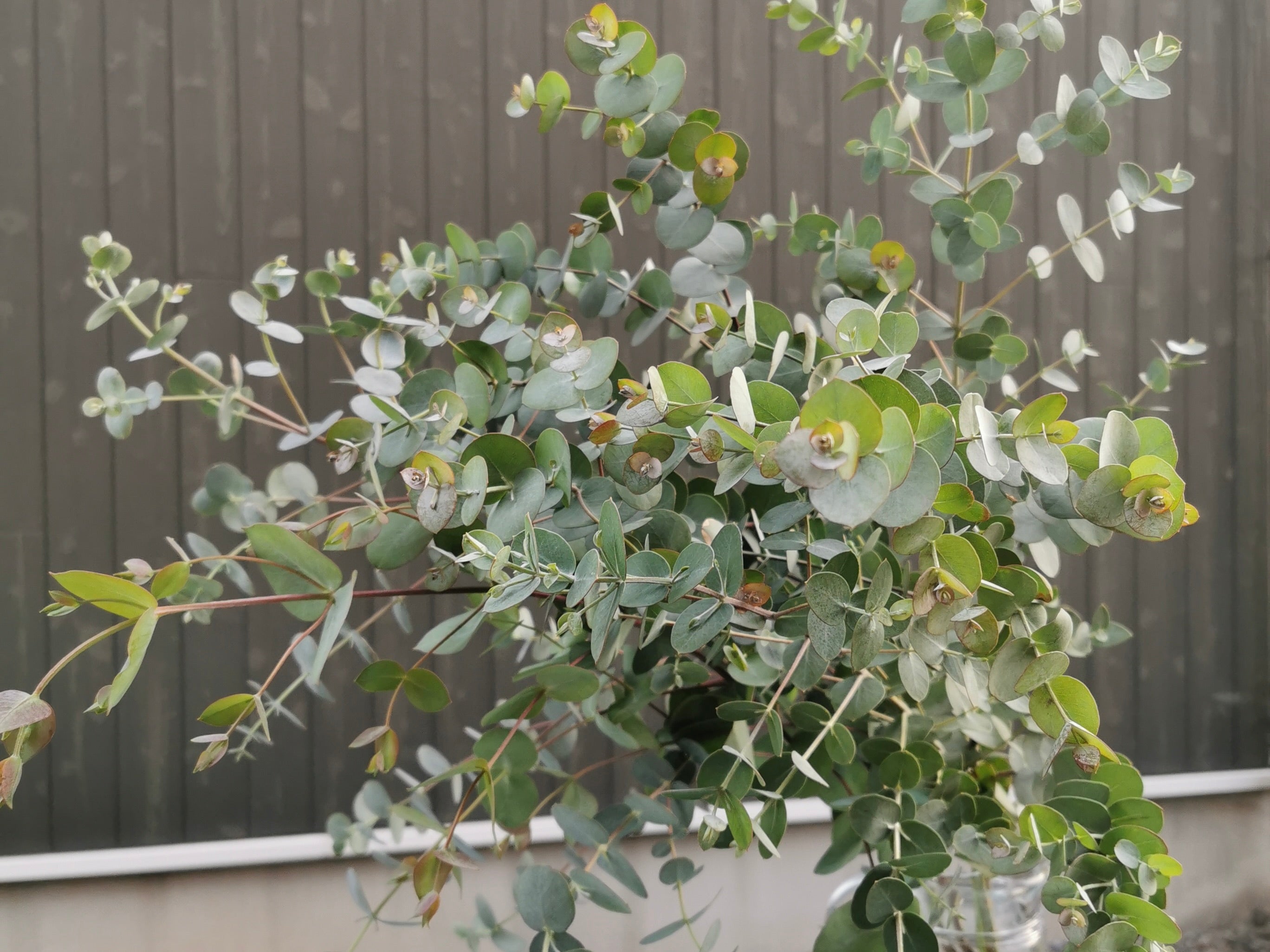 ユーカリの育て方】剪定や植え付けの方法を紹介