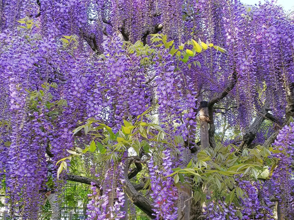 藤の花