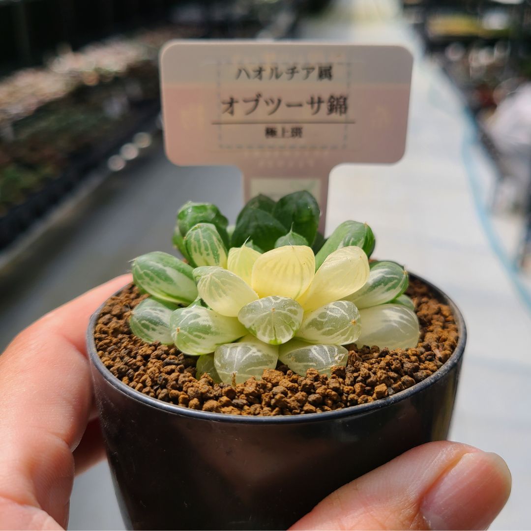 ハオルチア オブツーサ錦 OB-1 極上斑 - 観葉植物