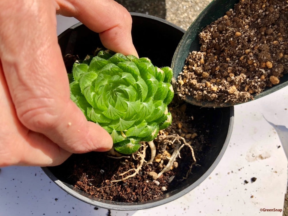 多肉植物 植え替え ハオルチア