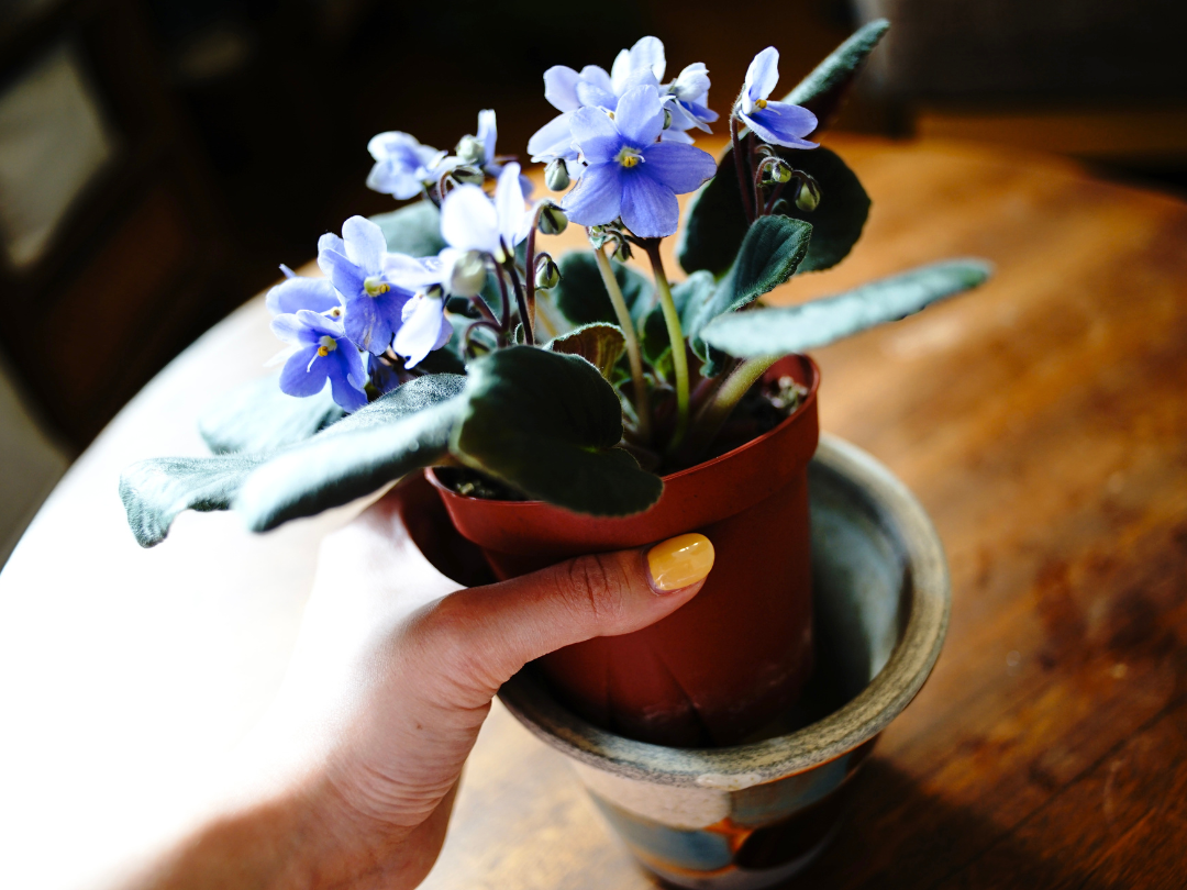 室内で育てる鉢花、セントポーリアの魅力!1月の植物バイヤーおすすめ商品