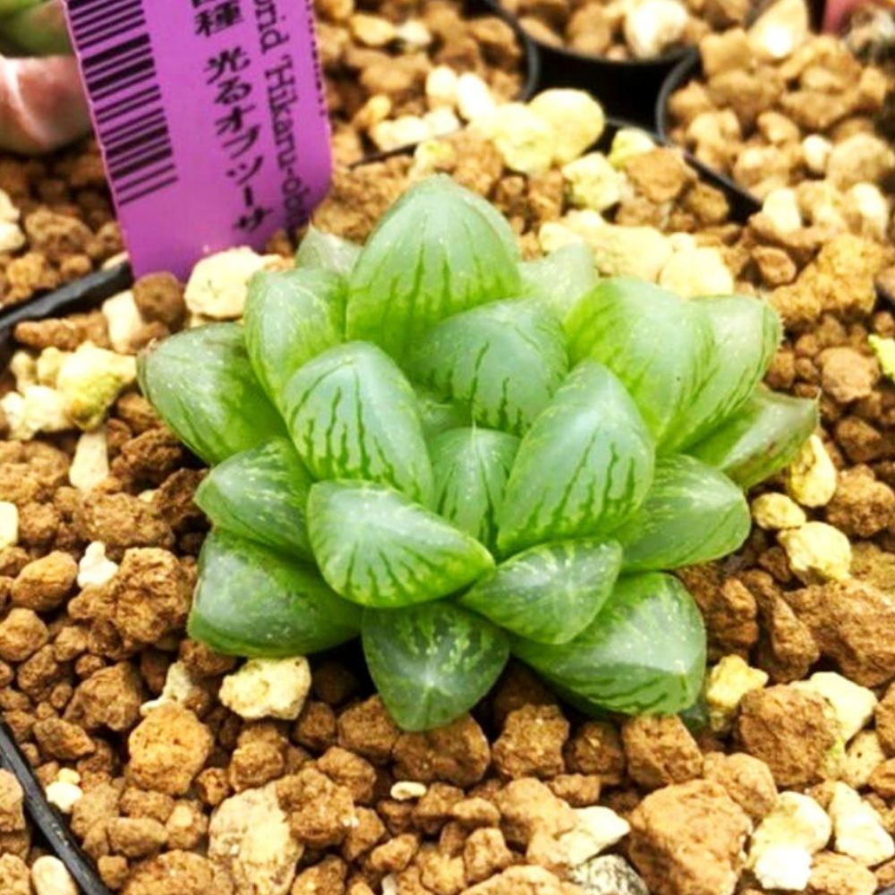 ハオルチア 交配種 光るオブツーサ Haworthia hybrid Hikaru 春秋型