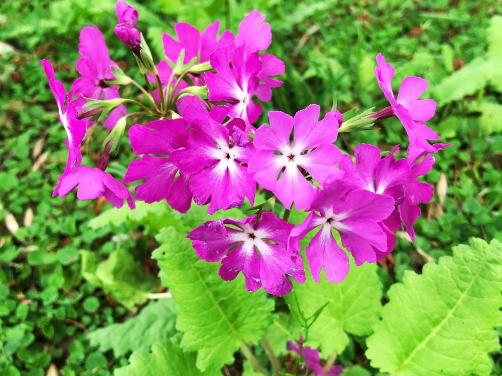 サクラソウ 花言葉