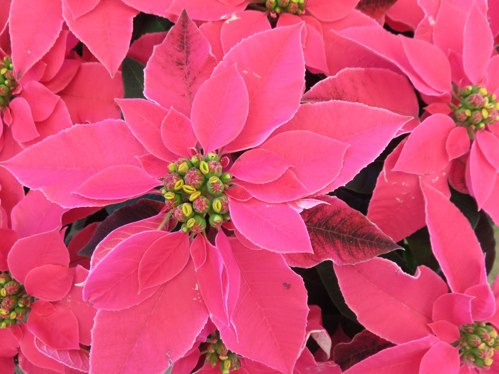 植物でクリスマスを楽しもう！クリスマスにぴったりの植物・花