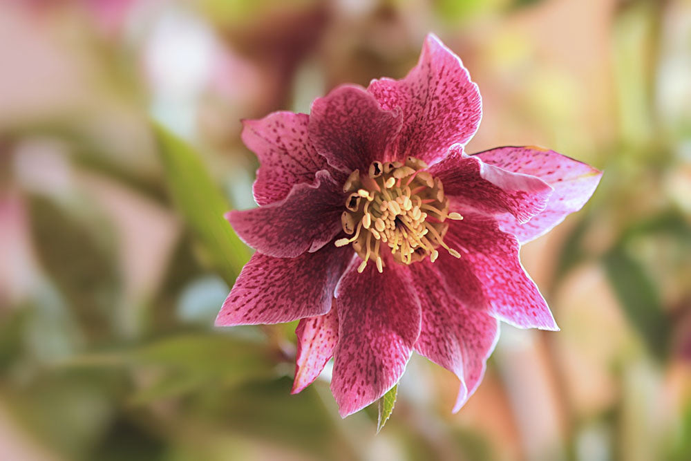 植物でクリスマスを楽しもう！クリスマスにぴったりの植物・花