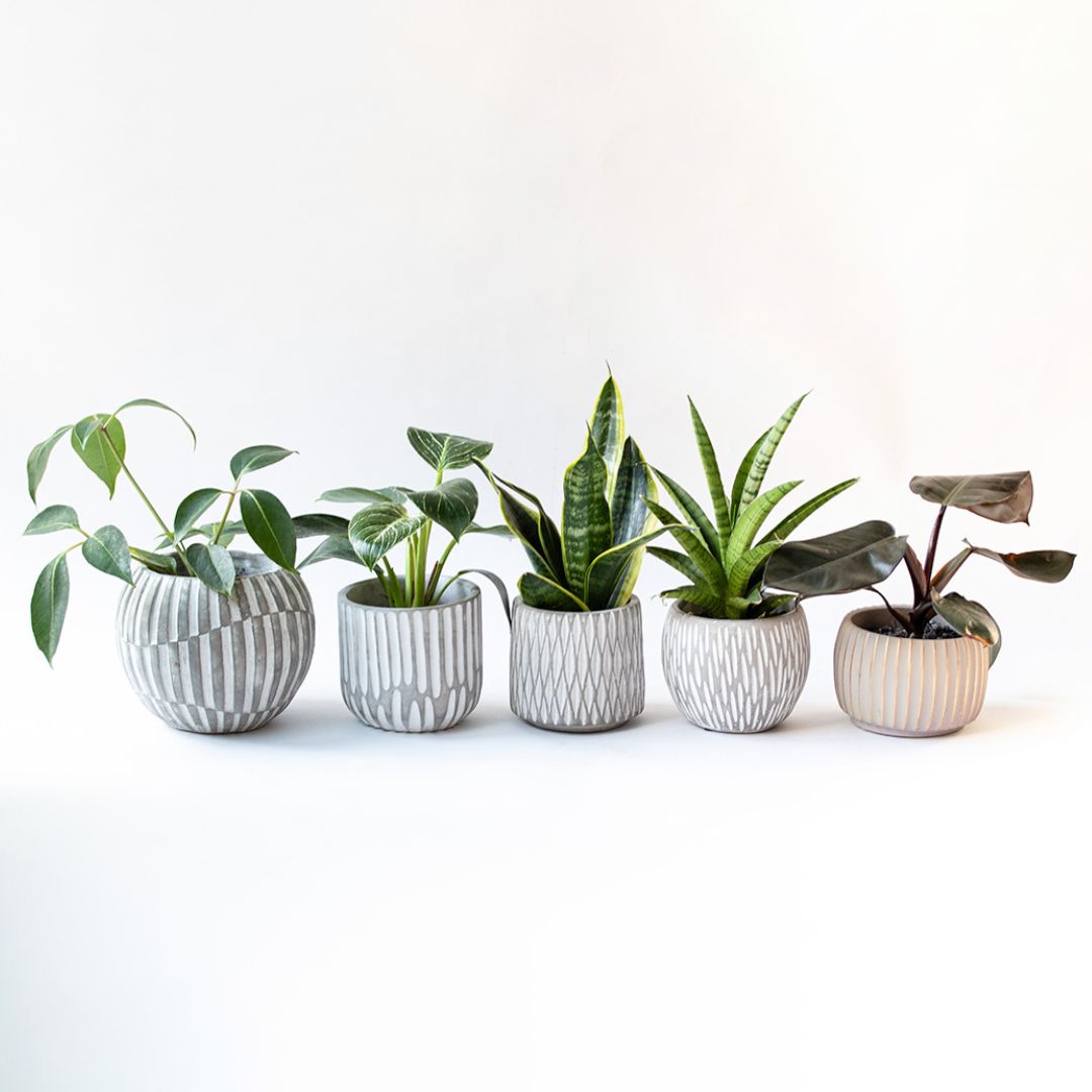 【美容室コラボ】サステナ素材で育てる観葉植物 3号 セメント鉢
