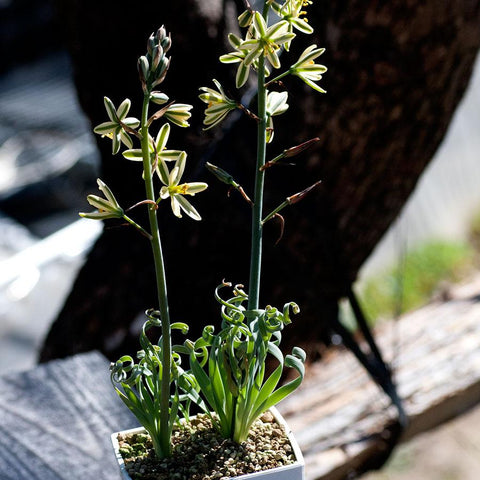 アルブカ コンコルディアナ Albuca Concordiana 実生 2 5号の通販 Greensnap Store グリーンスナップ ストア 観葉植物や多肉植物 花苗の通販