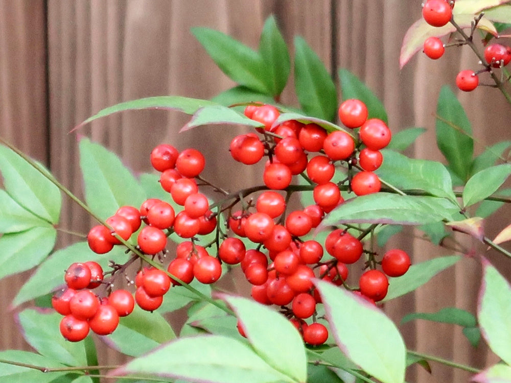 南天の育て方】鉢植えと地植えの各注意点は？植え替え時期は？