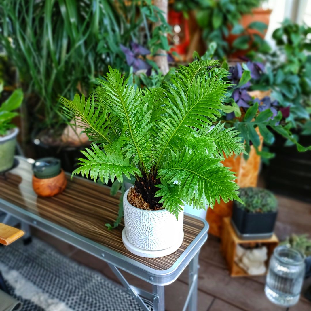 シダ植物