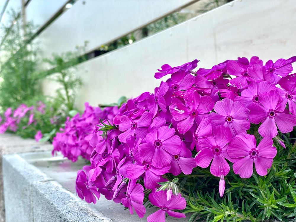芝桜