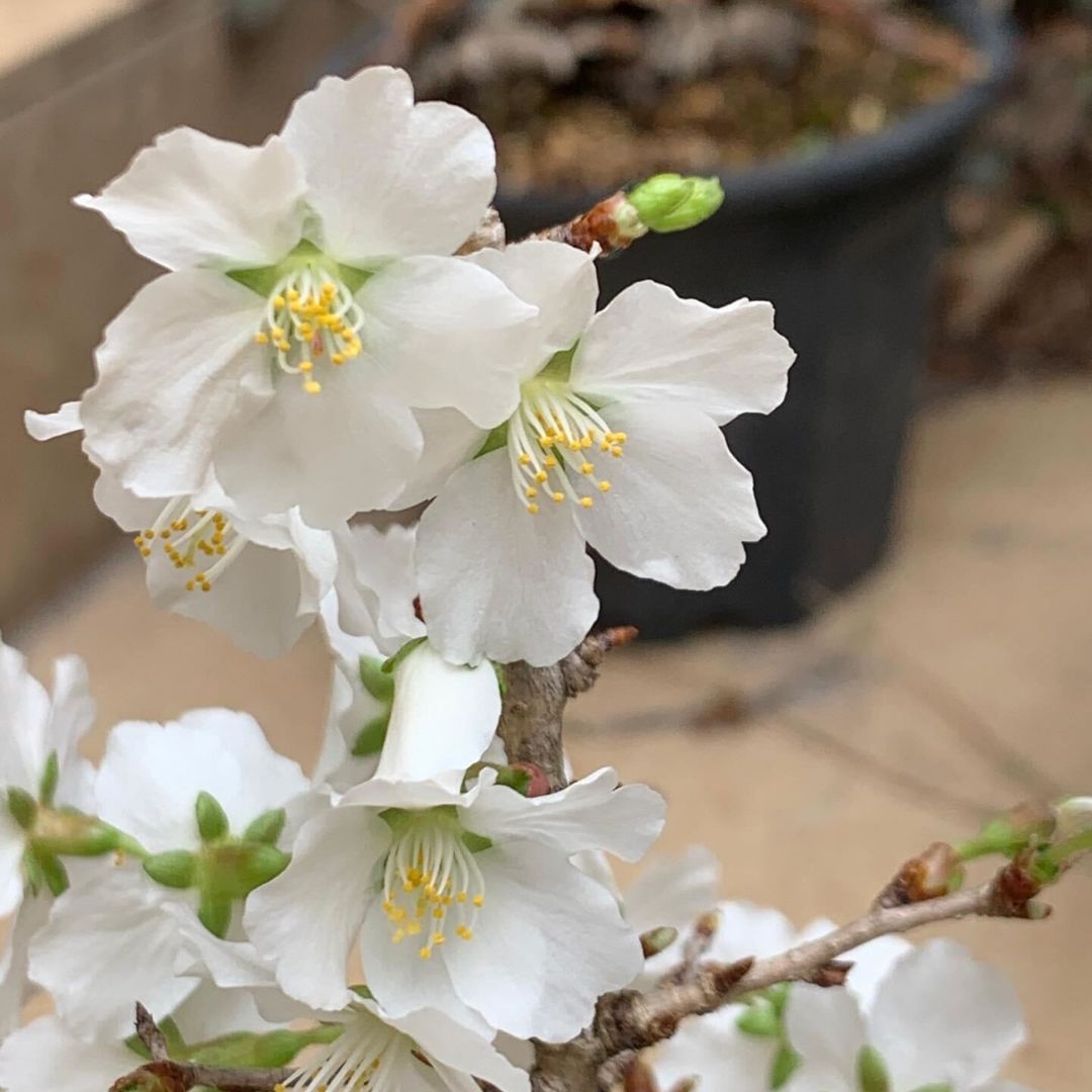 【一点物】ミニ盆栽 八房富士桜 （信楽焼鉢） 2.5号