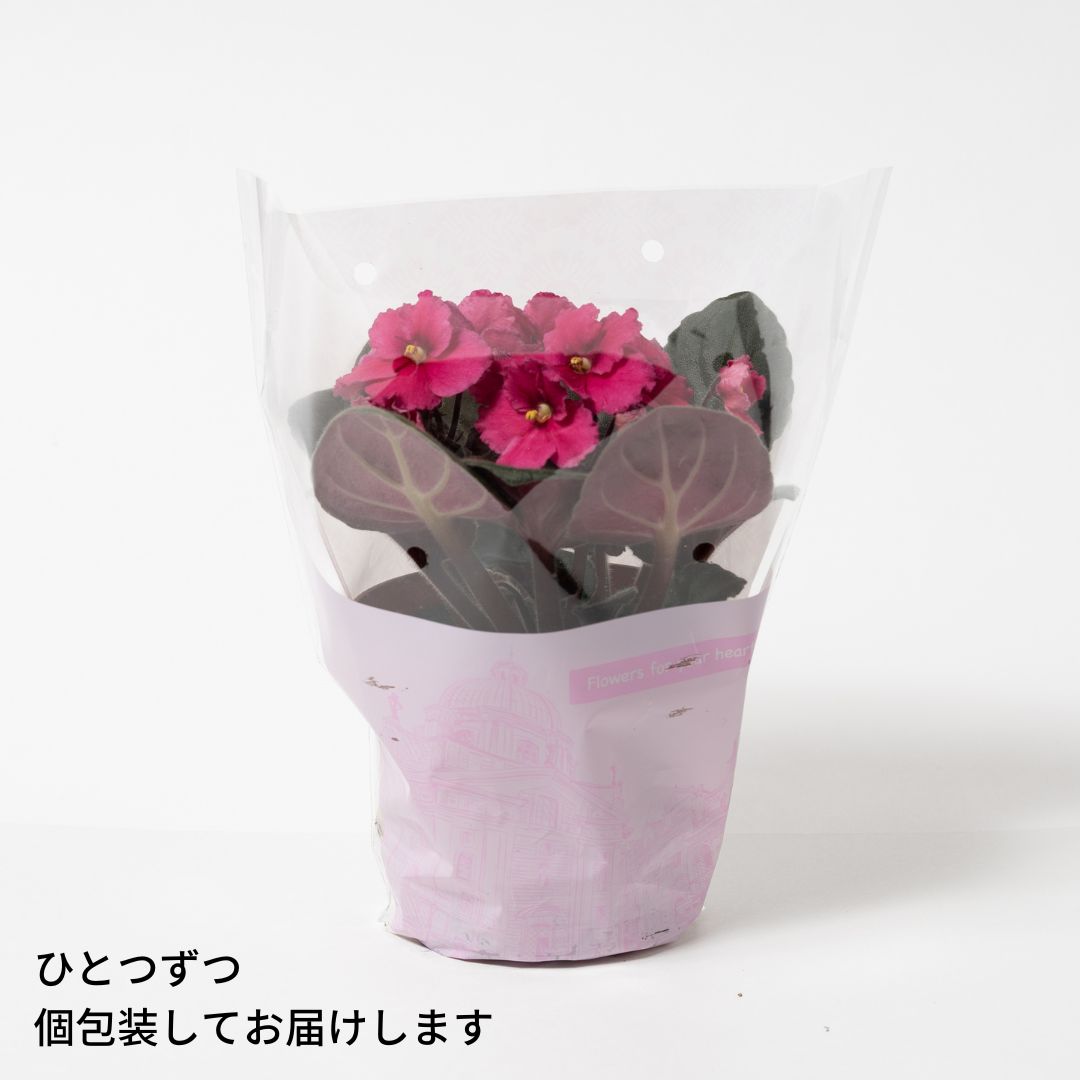 セントポーリア（赤、ピンク系） 3鉢  専用培養土1Lセット【植え替えにおすすめ】