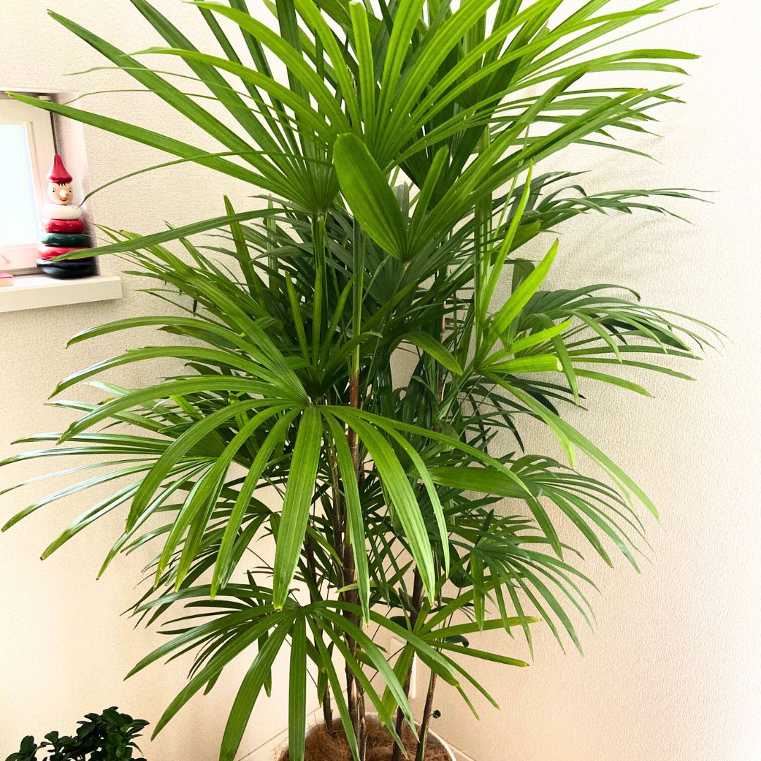 棕櫚竹　シュロチク　120cm  8号鉢　観葉植物　グリーンインテリア