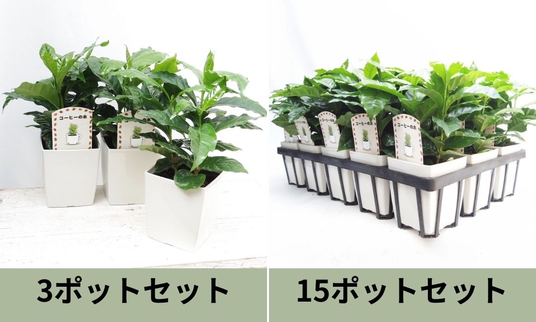 コーヒーの木（3本植え） 3.5号 角化粧鉢カバー付き