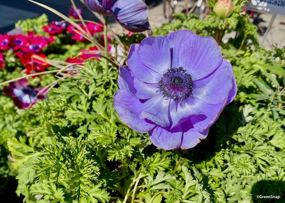 アネモネ 紫の花