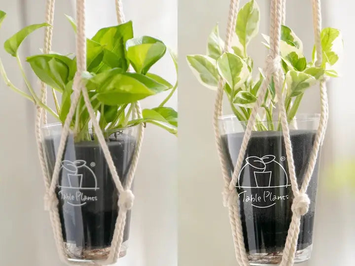 小さいまま育つミニ観葉植物おすすめ12選｜卓上・デスクに飾りやすい