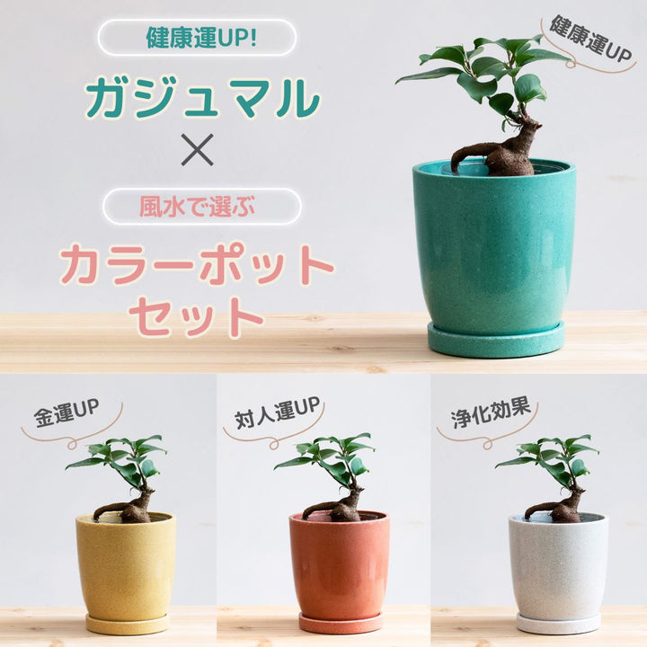 土を使わない観葉植物】テーブルプランツ(Table Plants) ガジュマル