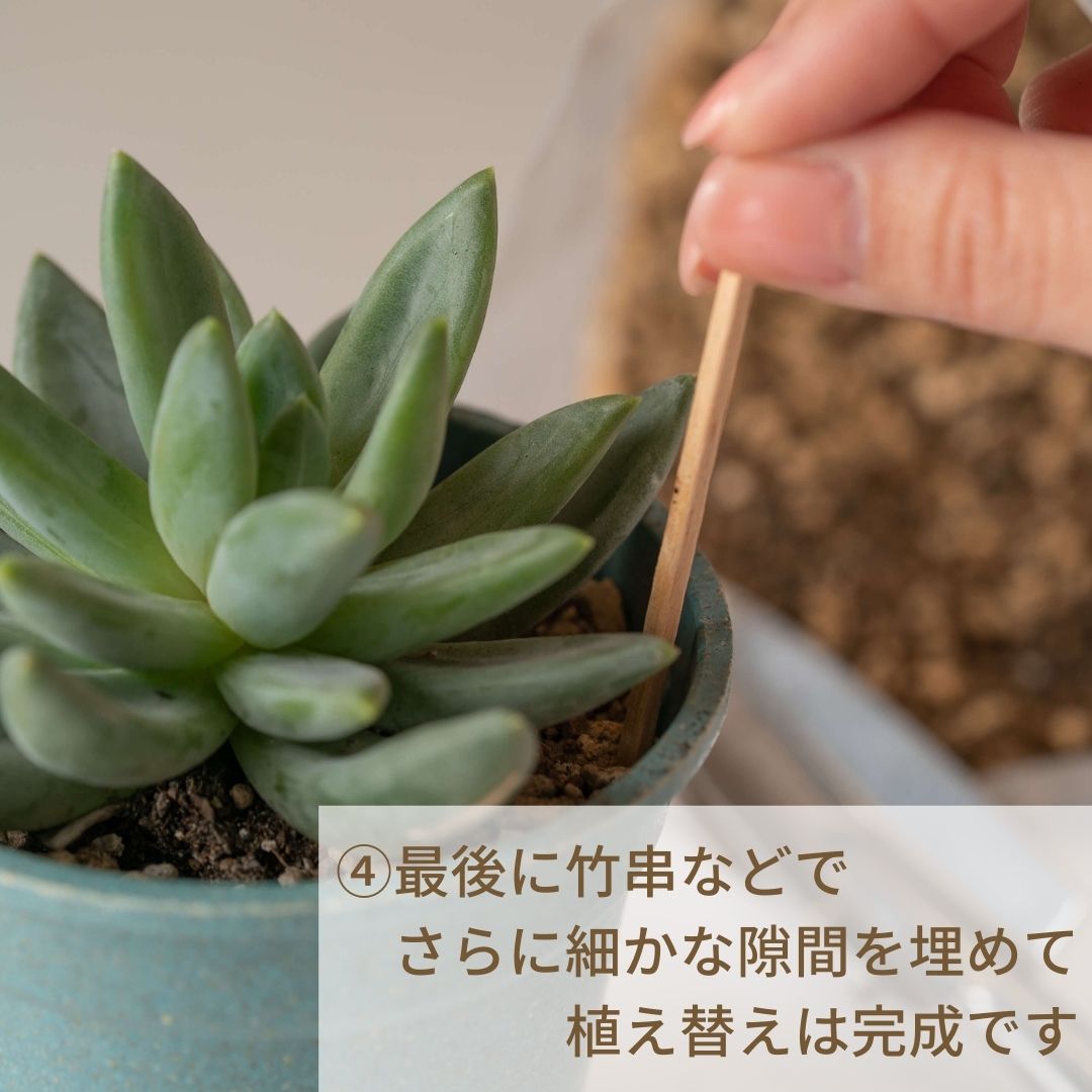 ツチラボ -農家生まれのやさしいつち- 多肉植物用植え替え