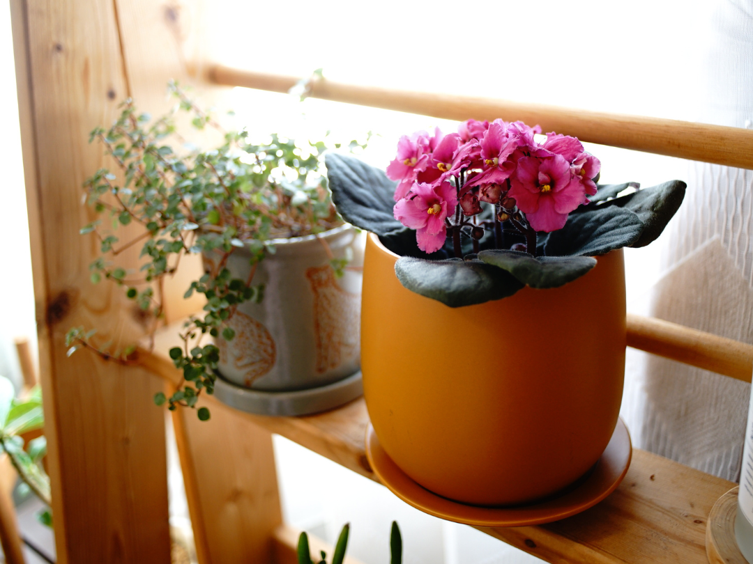 室内で育てる鉢花、セントポーリアの魅力!1月の植物バイヤーおすすめ商品