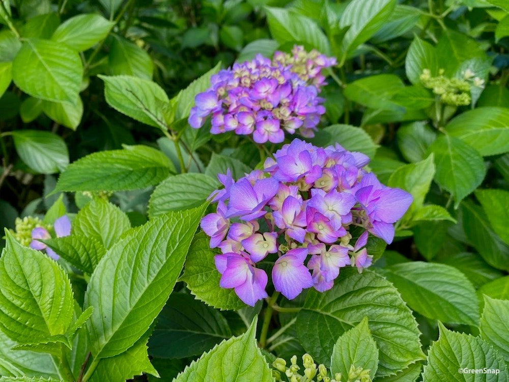 アジサイ 紫の花