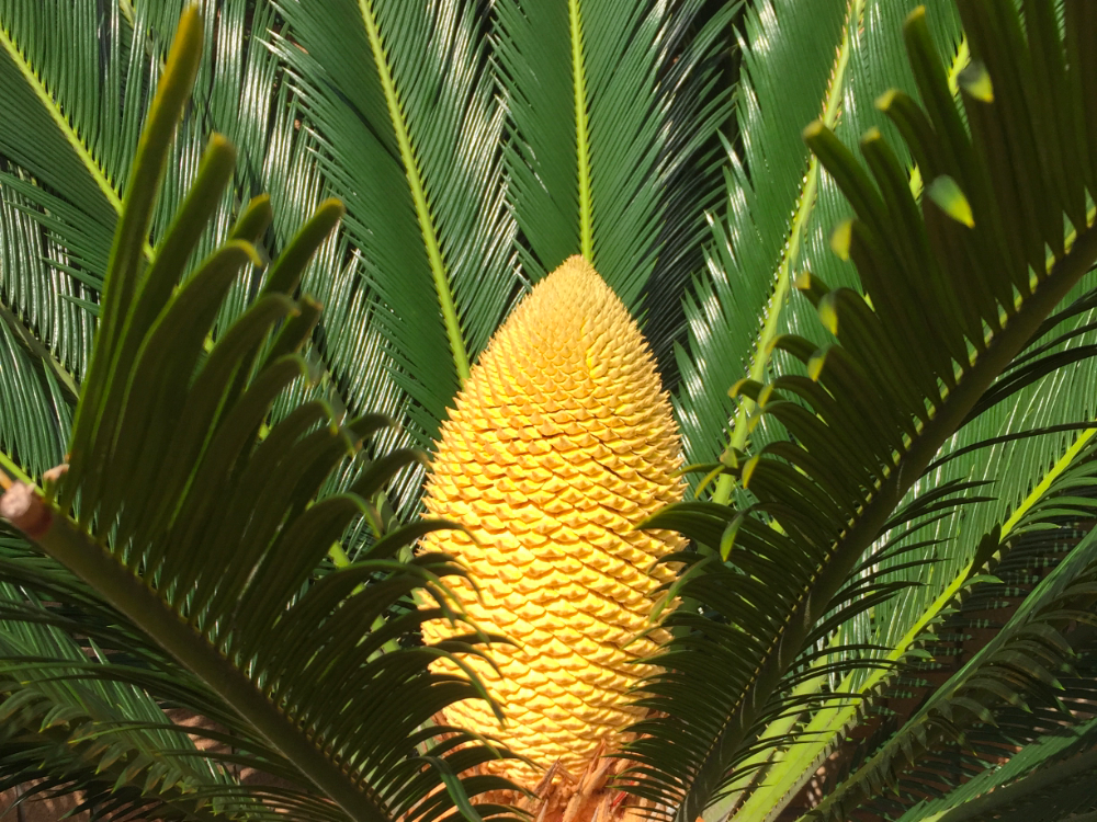 ソテツ観葉植物