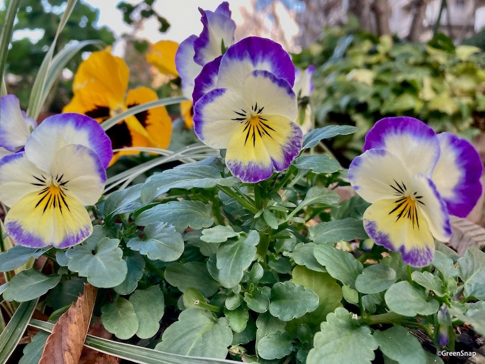 パンジー ビオラ 紫の花