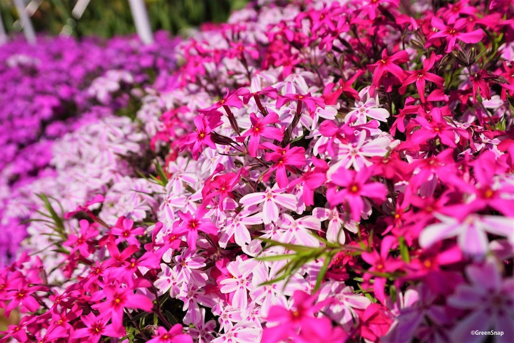 ピンクの花といえば？春夏秋冬の季節ごとに種類一覧をご紹介