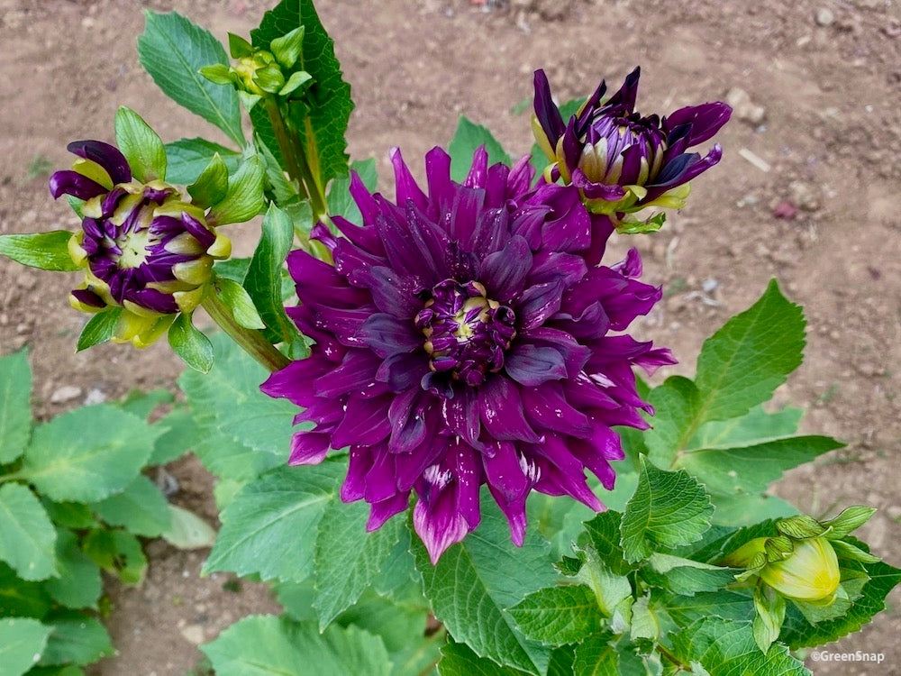 ダリア 紫の花