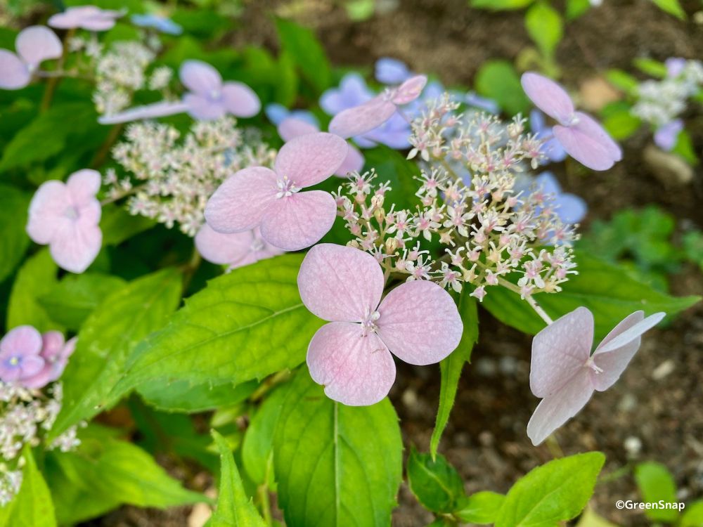 紫陽花の種類図鑑 おしゃれな最新品種は 珍しい色変わりが楽しめるのは